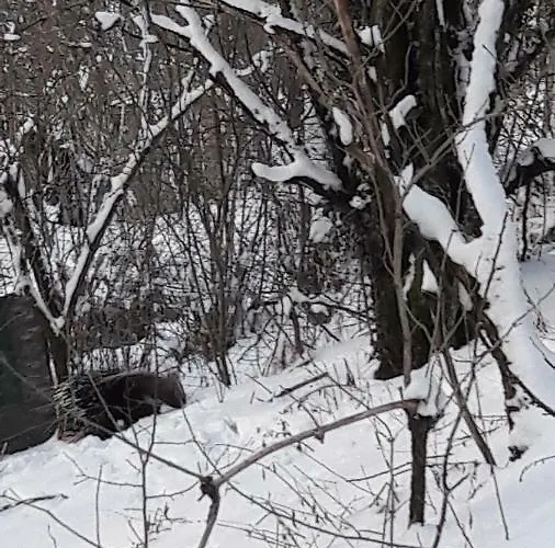 Oda ve Kahvaltı Dulcamara 3*